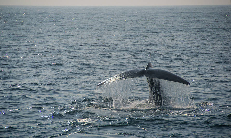 Tráfico marítimo en la Patagonia norte pone en riesgo a las ballenas azules