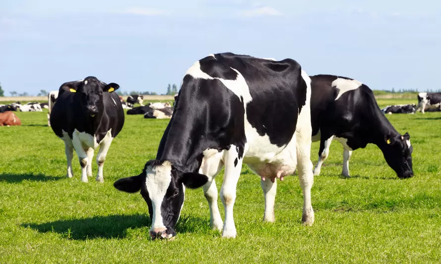Venta de Fonterra a Grupo Gloria alza la producción lechera nacional al más alto nivel