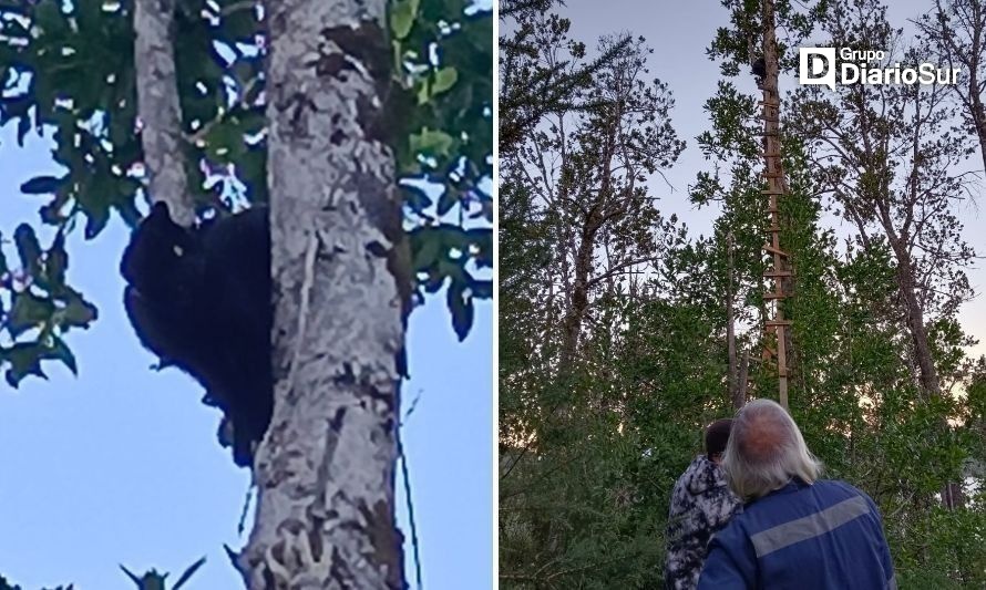 Piden ayuda para rescatar a gatito que lleva tres días arriba de un árbol