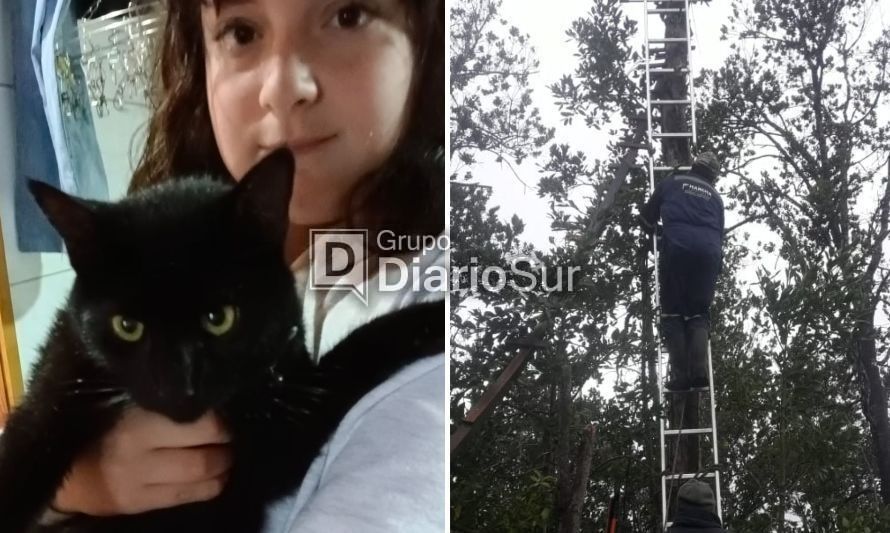 Vecino fue al rescate de gatito que llevaba tres días sobre un árbol en Valdivia