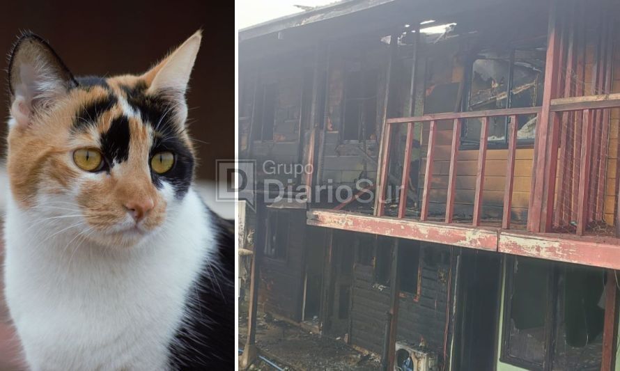 Incendio destruye cuatro cabañas en Valdivia y gatita permanece desaparecida