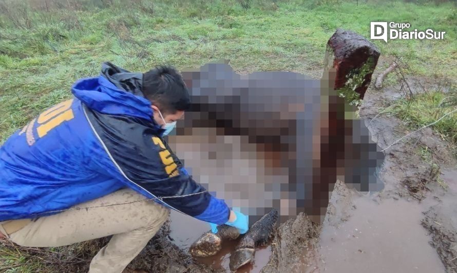 PDI detiene a un hombre por maltrato animal en Valdivia