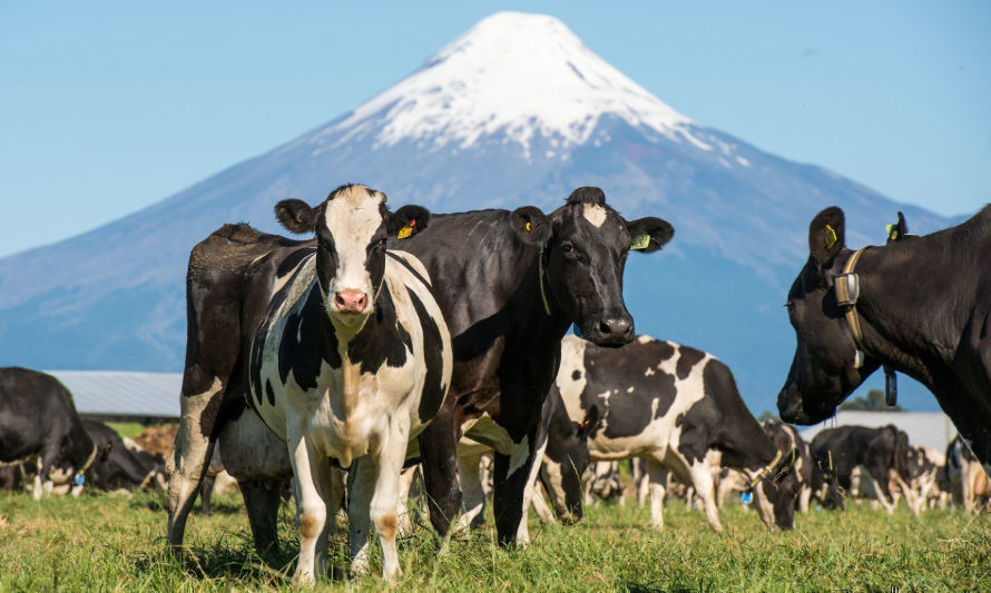 Veterquimica y AGRI presentan revolucionario sistema para gestionar producción lechera